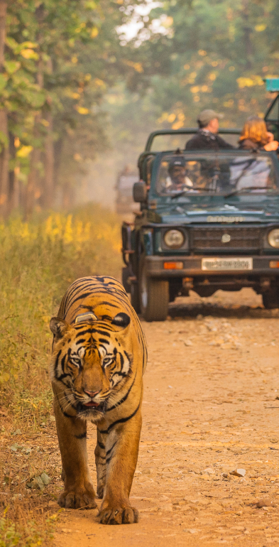 Meadows Mudumalai Wildlife Sanctuary