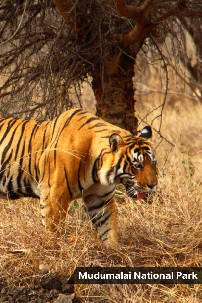 Meadows Mudumalai National Park