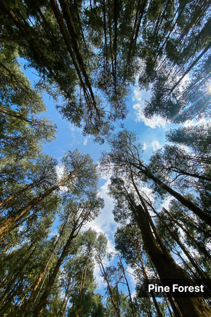 Meadows Pine Forest