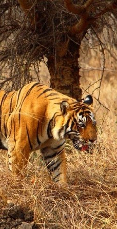 Best 3 Star Hotel in Ooty